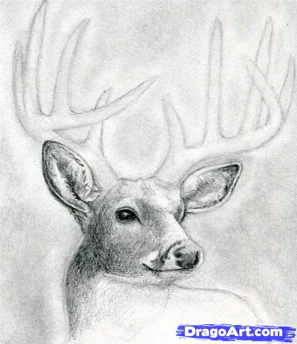 how-to-draw-a-deer-head-buck-dear-head-step-8_1_000000065865_5