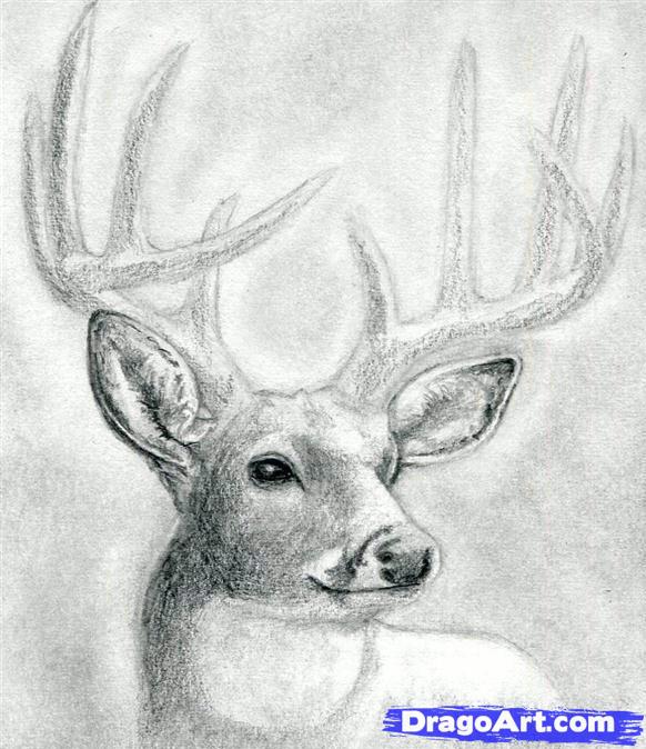 how-to-draw-a-deer-head-buck-dear-head-step-9_1_000000065867_5