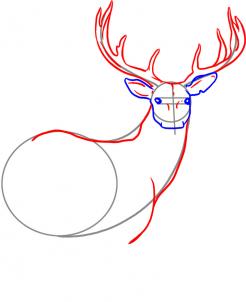 how-to-draw-a-deer-step-3_1_000000000944_3