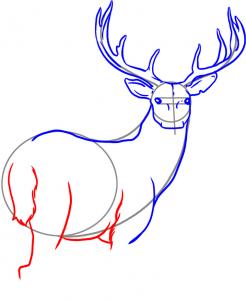how-to-draw-a-deer-step-4_1_000000000945_3