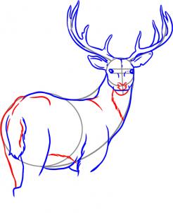 how-to-draw-a-deer-step-5_1_000000000946_3