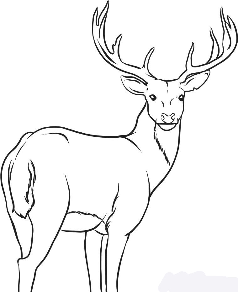 how-to-draw-a-deer-step-7_1_0048_5