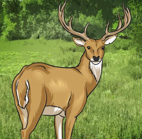 how-to-draw-a-deer_1_000000000181_5