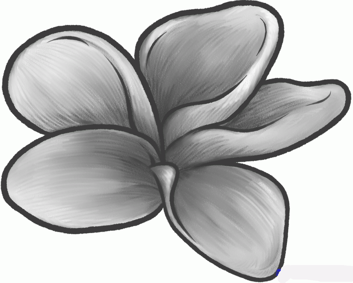 how-to-draw-a-frangipani-plumeria-flower-step-10_1_000000131937_5