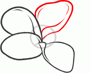 how-to-draw-a-frangipani-plumeria-flower-step-5_1_000000131927_3