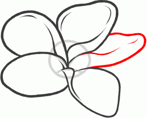 how-to-draw-a-frangipani-plumeria-flower-step-6_1_000000131929_3