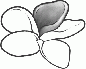 how-to-draw-a-frangipani-plumeria-flower-step-7_1_000000131931_3