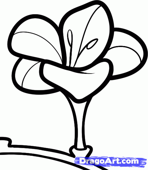 how-to-draw-a-freesia-step-6_1_000000095475_5