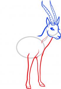 how-to-draw-a-gazelle-gazelle-step-4_1_000000078673_3