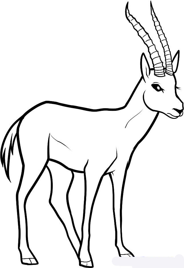 how-to-draw-a-gazelle-gazelle-step-7_1_000000078679_5