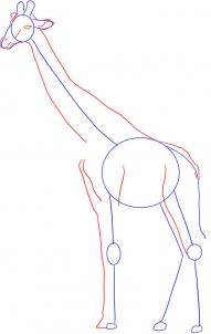 how-to-draw-a-giraffe-step-2_1_000000001591_3