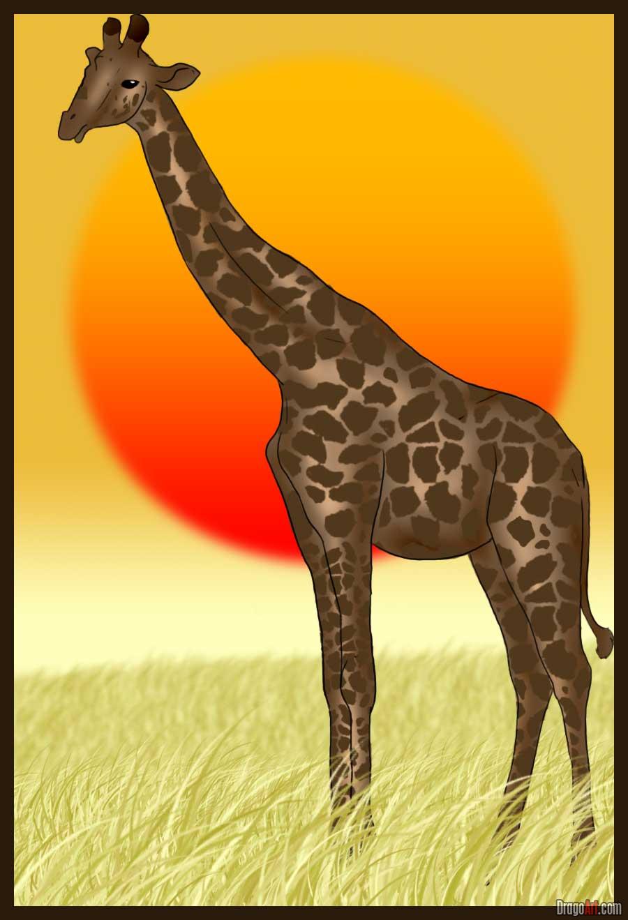 how-to-draw-a-giraffe_1_000000000303_5