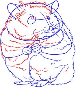 how-to-draw-a-hamster-step-3_1_000000001990_3