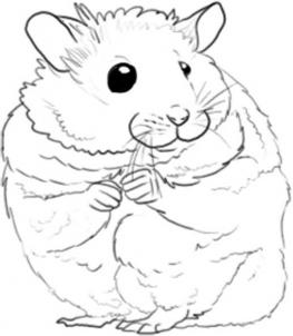 how-to-draw-a-hamster-step-4_1_000000001991_3