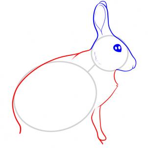 how-to-draw-a-hare-step-4_1_000000053615_3