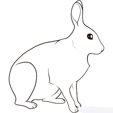 how-to-draw-a-hare-step-6_1_000000053619_5