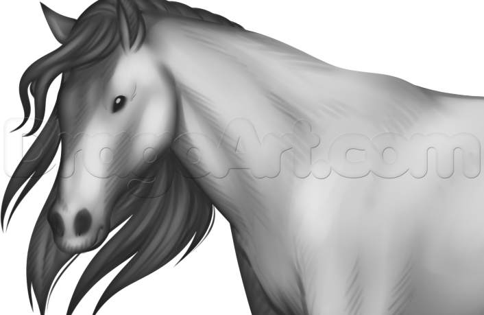 how-to-draw-a-horse-for-beginners_1_5