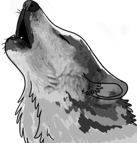 how-to-draw-a-howling-wolf-step-6_1_000000010697_5