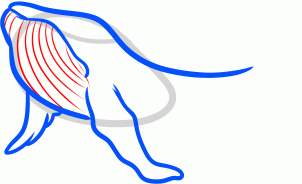 how-to-draw-a-humpback-whale-humpback-whale-step-4_1_000000131553_3