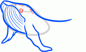 how-to-draw-a-humpback-whale-humpback-whale-step-5_1_000000131555_3