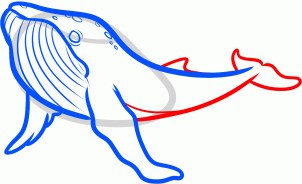 how-to-draw-a-humpback-whale-humpback-whale-step-6_1_000000131563_3