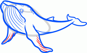 how-to-draw-a-humpback-whale-humpback-whale-step-7_1_000000131567_3