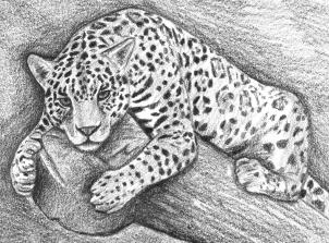 how-to-draw-a-jaguar-step-11_1_000000166218_3