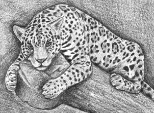 how-to-draw-a-jaguar-step-12_1_000000166219_3