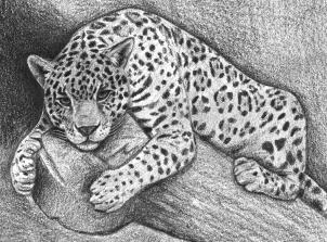 how-to-draw-a-jaguar-step-13_1_000000166220_3