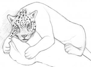 how-to-draw-a-jaguar-step-7_1_000000166214_3