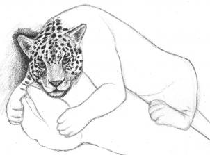 how-to-draw-a-jaguar-step-8_1_000000166215_3