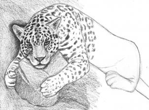how-to-draw-a-jaguar-step-9_1_000000166216_3