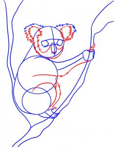 how-to-draw-a-koala-step-3_1_000000008329_3