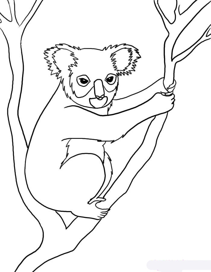 how-to-draw-a-koala-step-5_1_000000008331_5