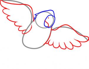 how-to-draw-a-macaw-step-3_1_000000025929_3