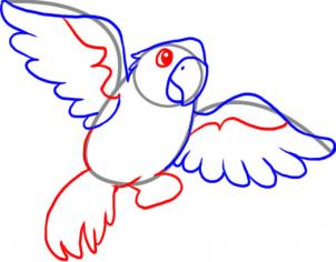 how-to-draw-a-macaw-step-4_1_000000025931_3