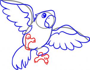 how-to-draw-a-macaw-step-5_1_000000025933_3