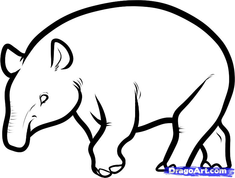 how-to-draw-a-malayan-tapir-malayan-tapir-step-6_1_000000086045_5