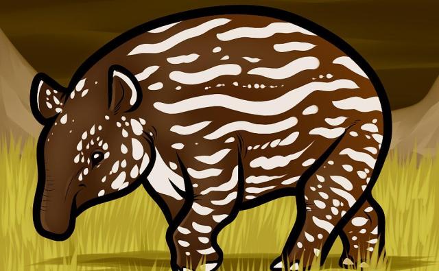 how-to-draw-a-malayan-tapir-malayan-tapir_1_000000010801_5