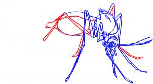 how-to-draw-a-mosquito-step-5_1_000000009373_3