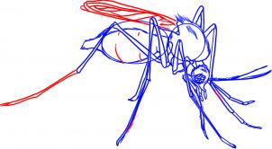 how-to-draw-a-mosquito-step-6_1_000000009374_3