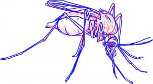 how-to-draw-a-mosquito-step-7_1_000000009375_3