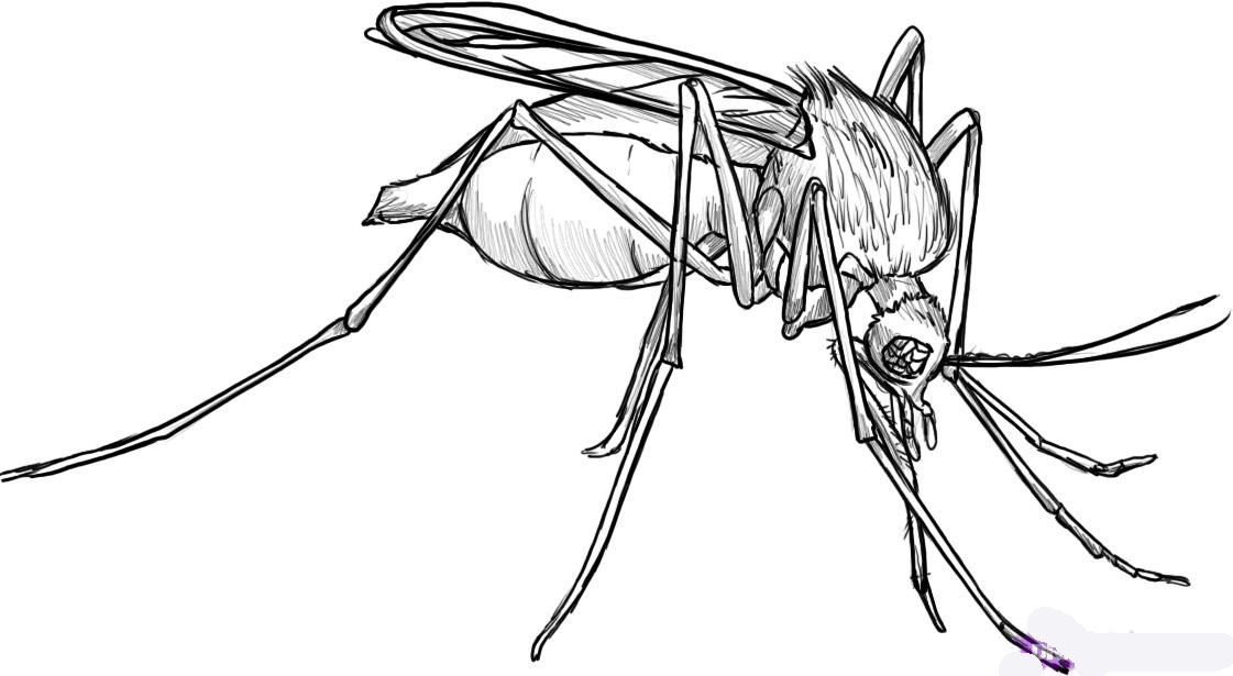 how-to-draw-a-mosquito-step-8_1_000000009376_5