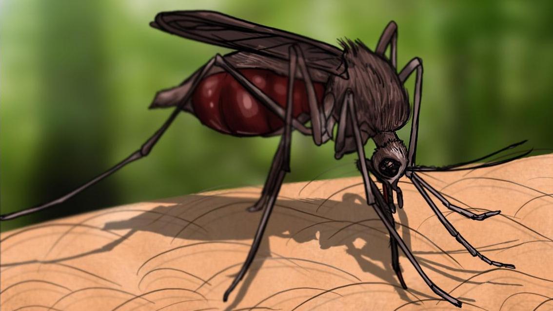 how-to-draw-a-mosquito_1_888_5