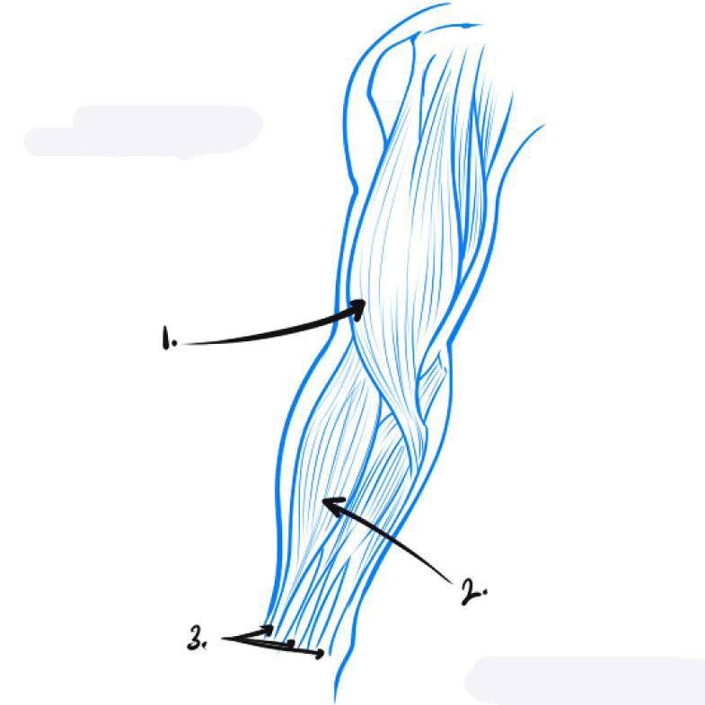 how-to-draw-a-muscle-step-2_1_000000050695_5