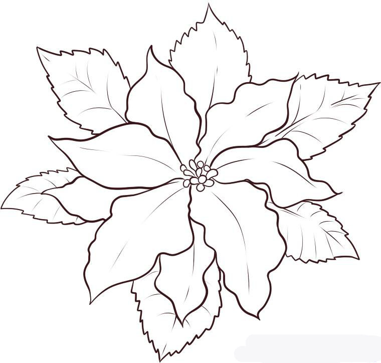 how-to-draw-a-poinsettia-step-5_1_000000033349_5