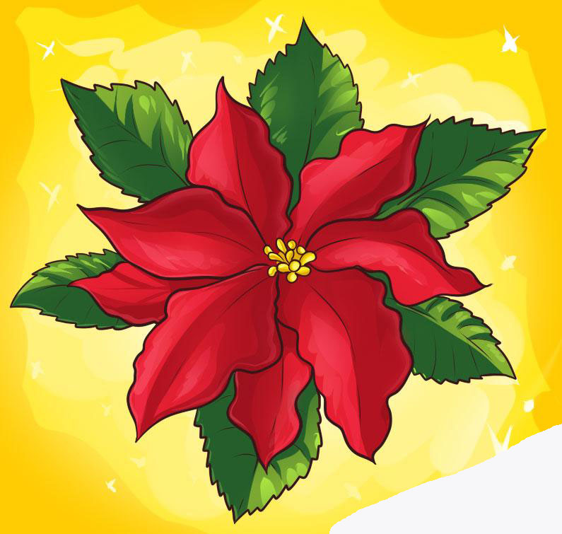 how-to-draw-a-poinsettia_1_000000005938_5