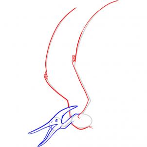 how-to-draw-a-pteranodon-step-4_1_000000051671_3