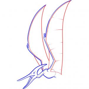 how-to-draw-a-pteranodon-step-5_1_000000051673_3