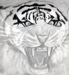 how-to-draw-a-roaring-tiger-step-10_1_000000076319_3